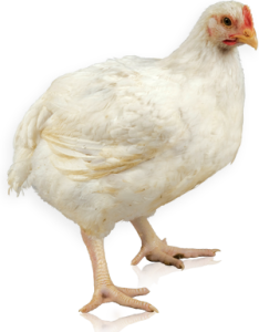 chicken5